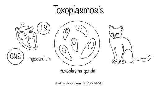 A parasitic disease that affects the nervous, lymphatic system and myocardium. The drawn causative agent of the disease and its source is an infected cat. Toxoplasmosis. 