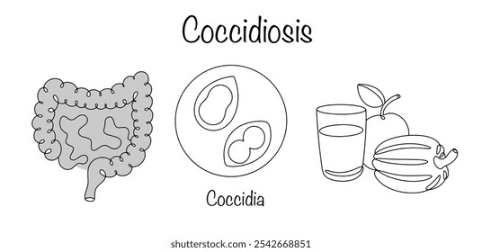 A parasitic disease in which parasites infect the intestines, leading to intestinal disorders. A person becomes infected with coccidosis by eating contaminated water and unwashed vegetables and fruits