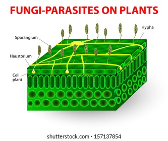 The parasitic fungi absorb their food material from the living tissues of the hosts on which they parasitize. Pathogens. education Vector diagram