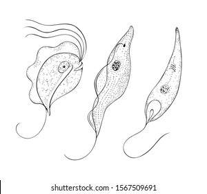 Parasitic human flagellates (protozoa): Trichomonas; Trypanosoma; Leishmania. Black and white hand drawing image.