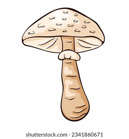 Parasol mushroom in cartoon style. Hand drawn, sketch Macrolepiota procera. Vector illustration isolated on a white background.