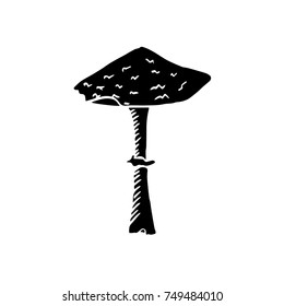 parasol mushroom vector sketch