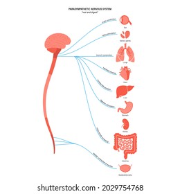 Parasympathetic nervous system. Diagram of brain and nerves connections. CNS concept. Spinal cord and internal organs anatomy. Infographic poster for neurology clinic or education vector illustration.