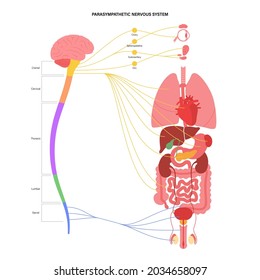 Sistema nervioso parasimpático. Diagrama de las conexiones del cerebro y los nervios. Concepto de CNS. Anatomía de la médula espinal y de los órganos internos. Afiche infográfico para la clínica de neurología o ilustración de vector educativo.