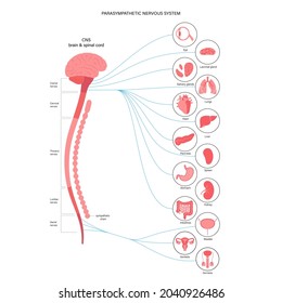 Parasympathetic Nervous System Diagram Brain Nerves Stock Vector ...