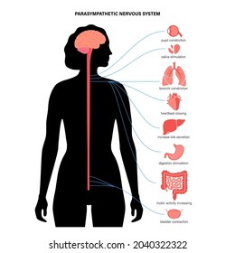 Parasympathetic nervous system in the human body. Diagram of brain and nerves connections in female silhouette. CNS concept. Spinal cord and internal organs anatomy medical poster vector illustration.