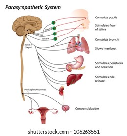 Parasympathetic pathway of the ANS