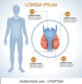 Parathryroid. Modern medical infographics. Internal organs in a human body. Anatomy of people