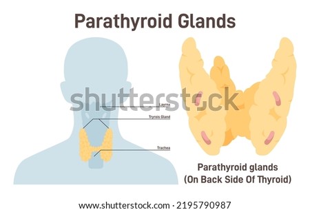 Parathyroid gland. PTH producing. Primary lymphoid organ of the human immune system. Lymphocytes or T cells development. Flat vector illustration