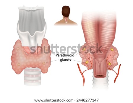 Parathyroid glands . Diagram showing structures in the human neck. Superior and Inferior parathyroid glands 