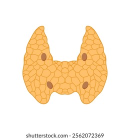 Parathyroid Glands, Human Body Part Illustration