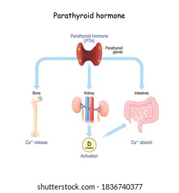 Parathyroid Hormone And Calcium Metabolism. Parathormone Or Parathyrin (PTH) That Regulates Serum Calcium Through Its Effects On Bone, Kidney, And The Intestine. Vector Illustration