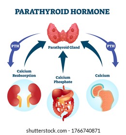 Parathyroid hormone PTH, parathormone or parathyrin vector illustration. Labeled educational parathyroid glands secretion regulation scheme. Example with healthy medical calcium serum concentration.