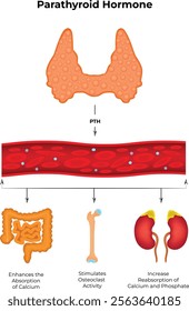 Parathyroid Hormone Science Design Vector Illustration Diagram