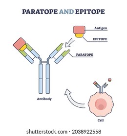 Paratope And Epitope Antibody Binding Regions With Foreign Body Outline Diagram. Educational Labeled Virus Protection As Immune System Principle Vector Illustration. Antigen Medical Explanation Scheme