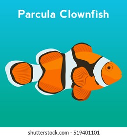 Parcula Clownfish, exotic fish, tropical marine fish.