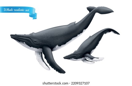 Pare of large and small swimming whales characters isolated on white background realistic vector illustration