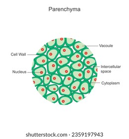 Parenchyma. Essential plant tissue for photosynthesis, storage, and structural support, found in leaves, stems, and roots.