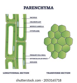 Parenchyma as ground filler tissue for plant stem and roots outline diagram. Labeled educational microscopic explanation with structure from longitudinal and transverse section vector illustration.