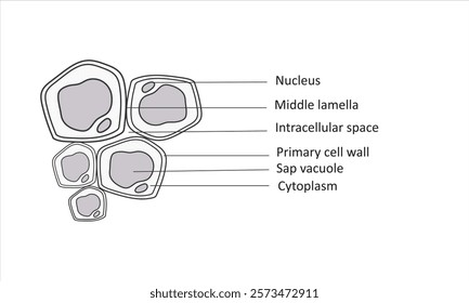 Parenchyma as ground filler tissue for plant stem and roots outline diagram.