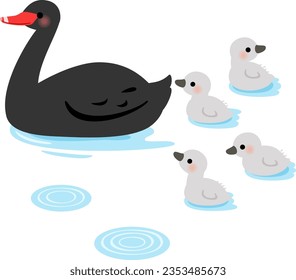 Pájaro padre y polluelo de cisne negro, en la superficie del agua