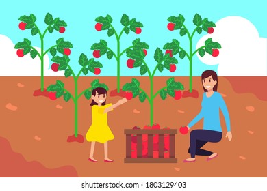 Parenthood vector concept: girl with her mother harvesting tomatoes happily