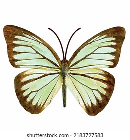 Pareronia Valeria Lutescens. Blue Butterfly Vector Picture On White Background. Tropical Butterfly Hand Drawn. Entomology. Romantic Style Decoration. Clipart For Greeting Card, Logo And Design.