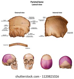 Parietal bone. With the name and description of all sites.