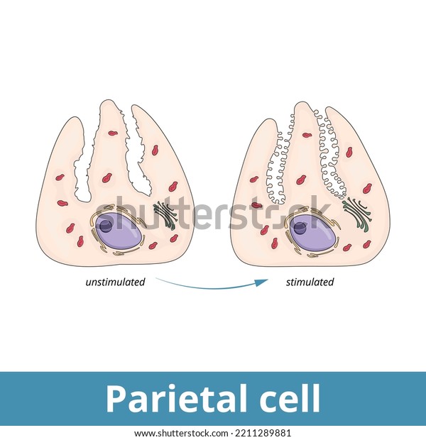 Parietal cell.	Epithelial cells in the stomach\
that secrete hydrochloric acid and intrinsic factor, located in the\
gastric glands found in the lining of the fundus and body regions\
of the stomach