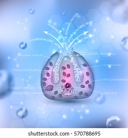 Parietal cell secreting  hydrochloric acid (HCl) and intrinsic factor in the stomach. Located in the stomach wall gastric glands. Beautiful abstract light blue background.