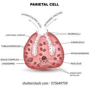 Parietal cell secreting hydrochloric acid and intrinsic factor, located in the stomach gastric glands. 