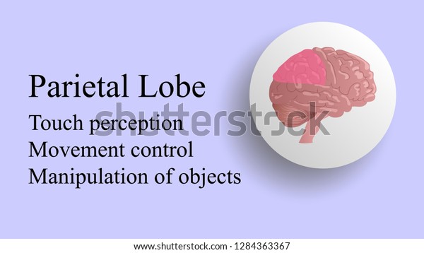 Parietal lobe\
vector. Brain lobes vector illustration. Human brain infographic\
vector. Brain lobes functions\
