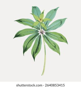 Paris Polyphylla, Smith flower, vintage Himalayan plants illustration isolated on white, vector. 