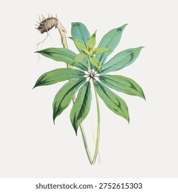 Paris Polyphylla, Smith flower, vintage Himalayan plants illustration isolated on white, vector.