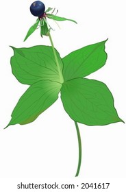 Paris quadrifolia. Drawing.