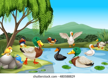 Park scene with lots of ducks and birds illustration