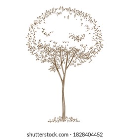 Park tree icon. Hand drawn and outline illustration of park tree vector icon for web design