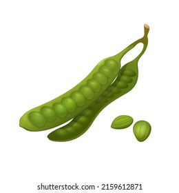 Parkia speciosa aka Petai or stink bean is vegetable for asian traditional food object set illustration vector