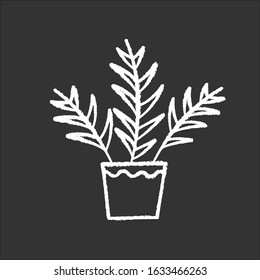 Parlor Palm Chalk White Icon On Black Background. Chamaedorea Elegans. Neanthe Bella Palm. Majesty Palm. Indoor Tropical Plant. Leafy Decorative Houseplant. Isolated Vector Chalkboard Illustration