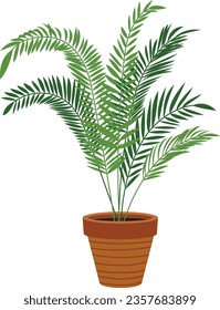 Parlor palm pot. Exotic houseplant. Home jungle