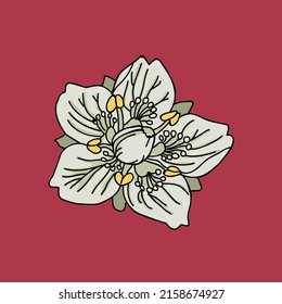 Flor de parnassia. Fondo rojo. Ilustración vectorial vintage, eps 10