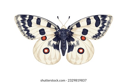 Parnassius Apollo, schöne exotische Schmetterlingsarten. Fliegender Motte im realistischen Detailstil. Tropisches Insekt. Retro-handgezeichnete Vektorgrafik einzeln auf weißem Hintergrund