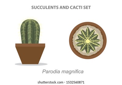 Parodia Magnifica Succulent and Cacti Set Vector Illustration