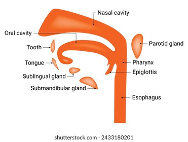 Parotid Gland Esophagus Science Design Vector Illustration