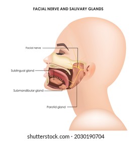 Parotid glands and facial trigeminal nerve. Realistic medical illustration.