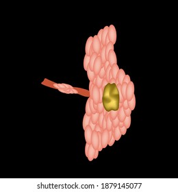 Parotid salivary gland cyst. The structure of the parotid salivary gland. Vector illustration on isolated background