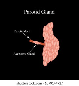 Parotid salivary gland. The structure of the parotid salivary gland. Vector illustration on isolated background