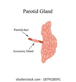 Parotid salivary gland. The structure of the parotid salivary gland. Vector illustration on isolated background