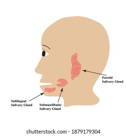 Parotid salivary gland. Submandibular salivary gland. Sublingual salivary gland. Vector illustration on isolated background