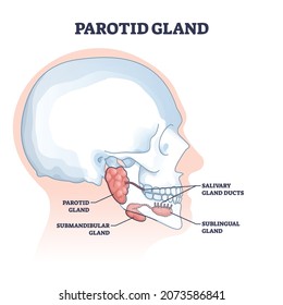 Parotid and salivary glands with anatomical inner structure outline diagram. Labeled educational medical mouth and throat elements for saliva creation vector illustration. Sublingual parts location.